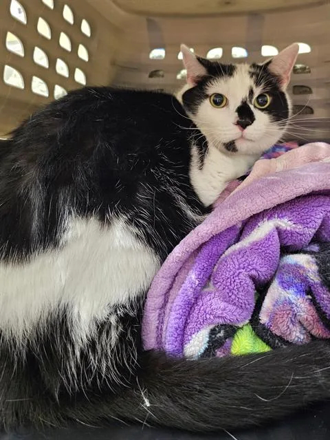 An adult medium-sized male White Domestic Short Hair cat named Andy for adoption in Clyde, NC