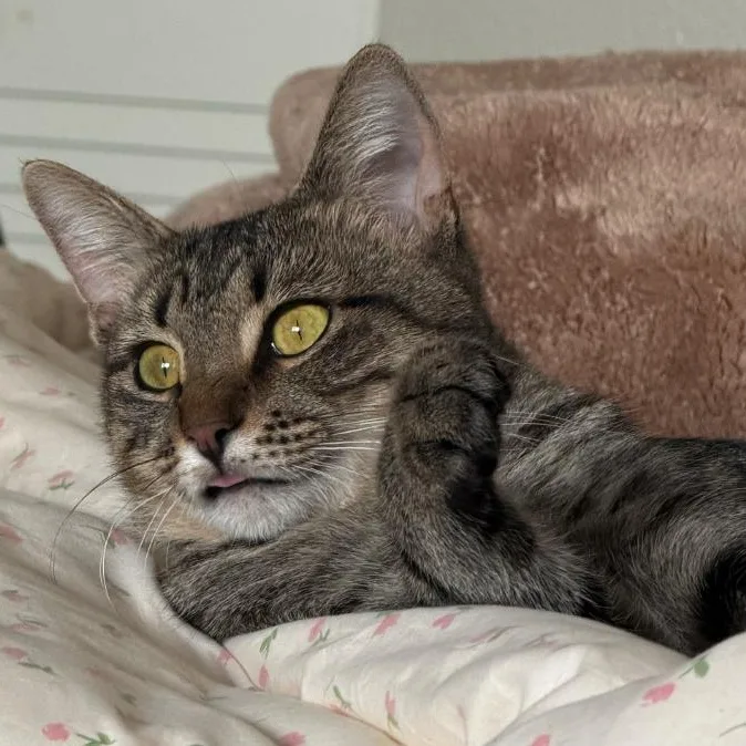 An adult medium-sized male Black Domestic Short Hair cat named James Leonhardt for adoption in Morrison, CO