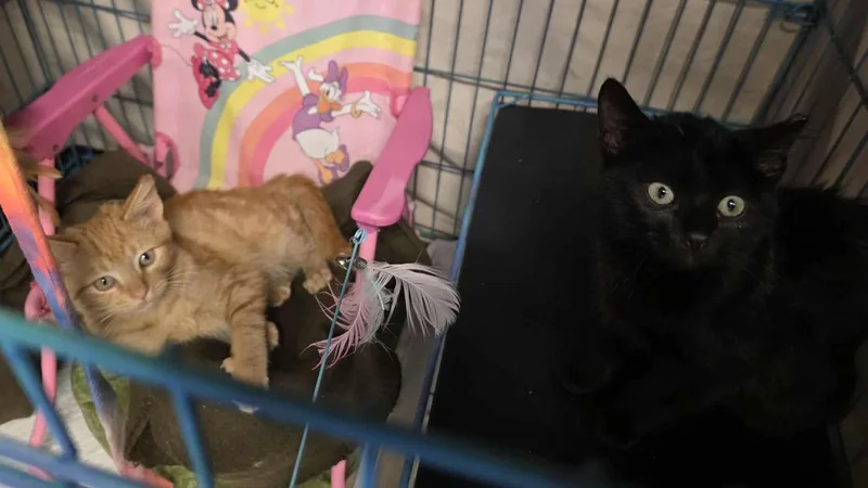 A young medium-sized male Domestic Short Hair cat named Captain for adoption in Spring Hill, FL