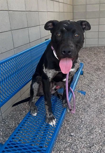 A young large-sized male Pit Bull Terrier dog named Pop for adoption in Mesa, AZ