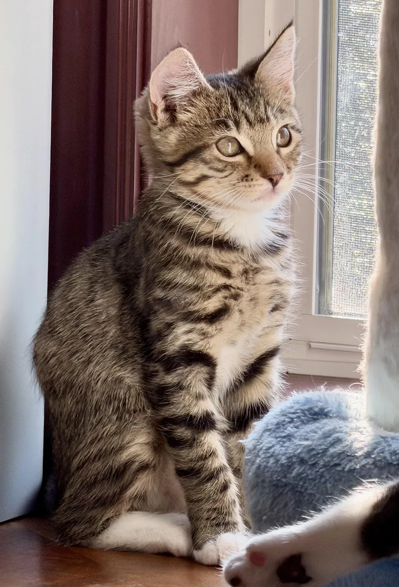A baby medium-sized male Tabby (Brown / Chocolate) Tabby cat named Chili for adoption in Springfield, OR