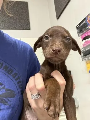A baby small-sized female Pit Bull Terrier dog named Akita for adoption in Pequot Lakes, MN