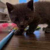 A baby small-sized female Gray / Blue / Silver Domestic Short Hair cat named Opossum for adoption in Lynchburg, VA