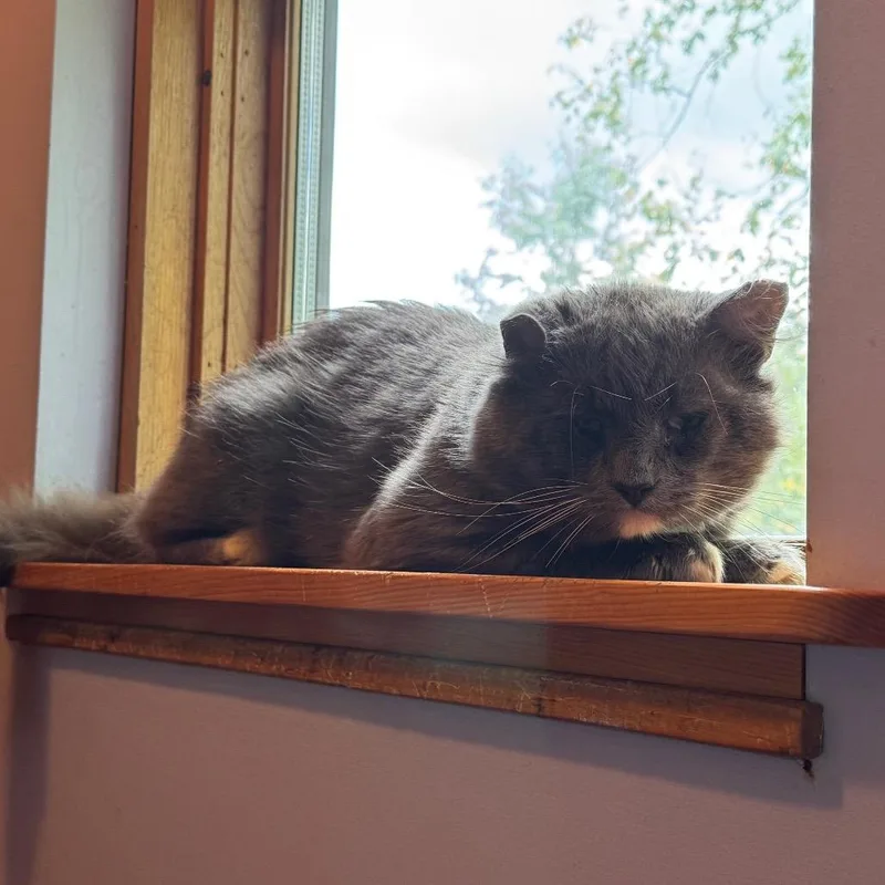 An adult large-sized male Gray / Blue / Silver Domestic Short Hair cat named Jeff for adoption in Brimfield, MA