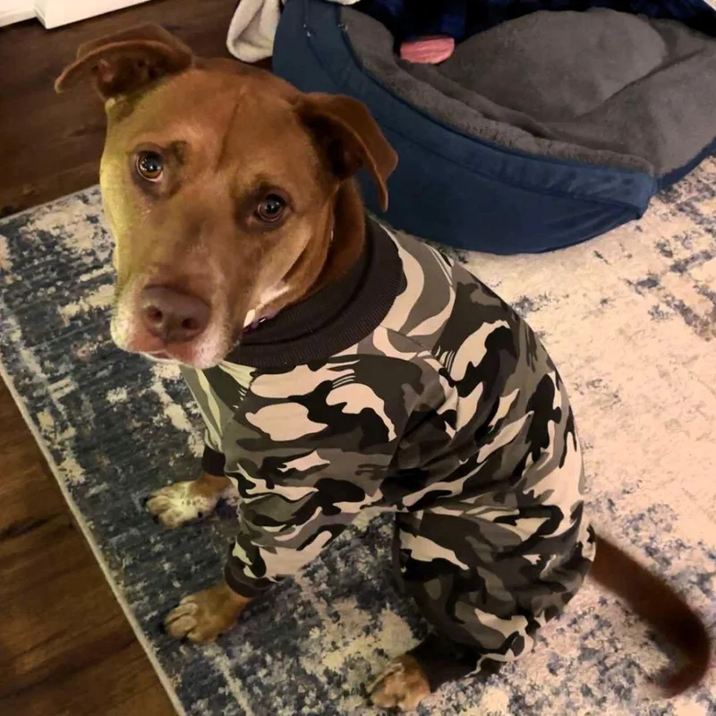 A senior large-sized male Pit Bull Terrier dog named Bread for adoption in Fargo, ND