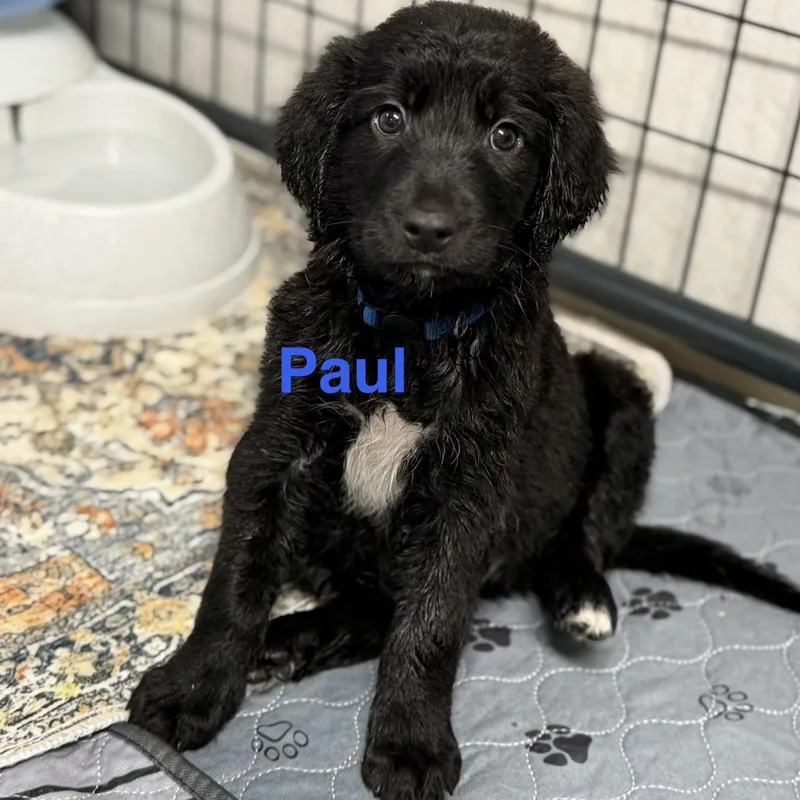 Paul thumbnail 3