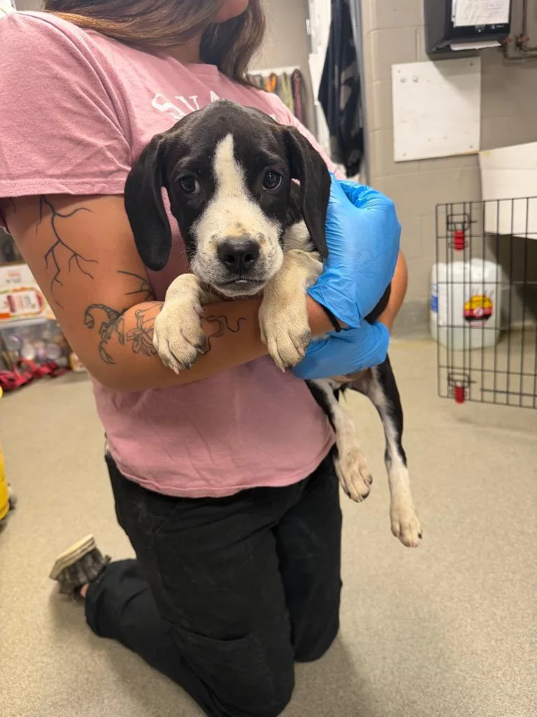 A baby small-sized female Pointer dog named Fish Stick for adoption in Hopkinsville, KY