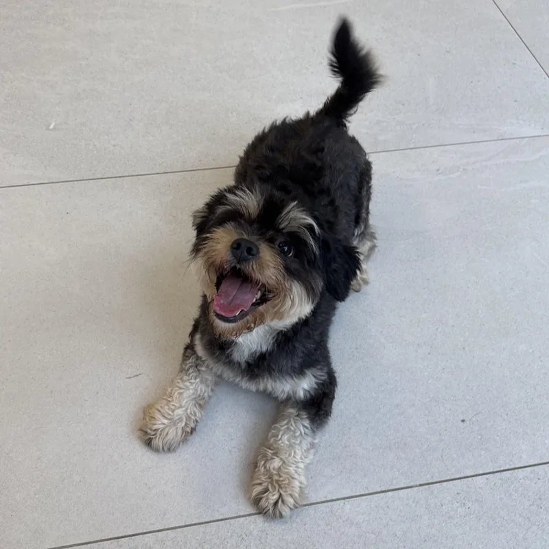 A young small-sized female Mixed Breed dog named Chloe for adoption in Evanston, IL