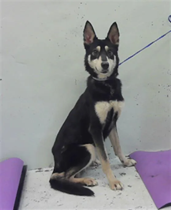 A young medium-sized female German Shepherd Dog dog named Lainey for adoption in Houston, TX
