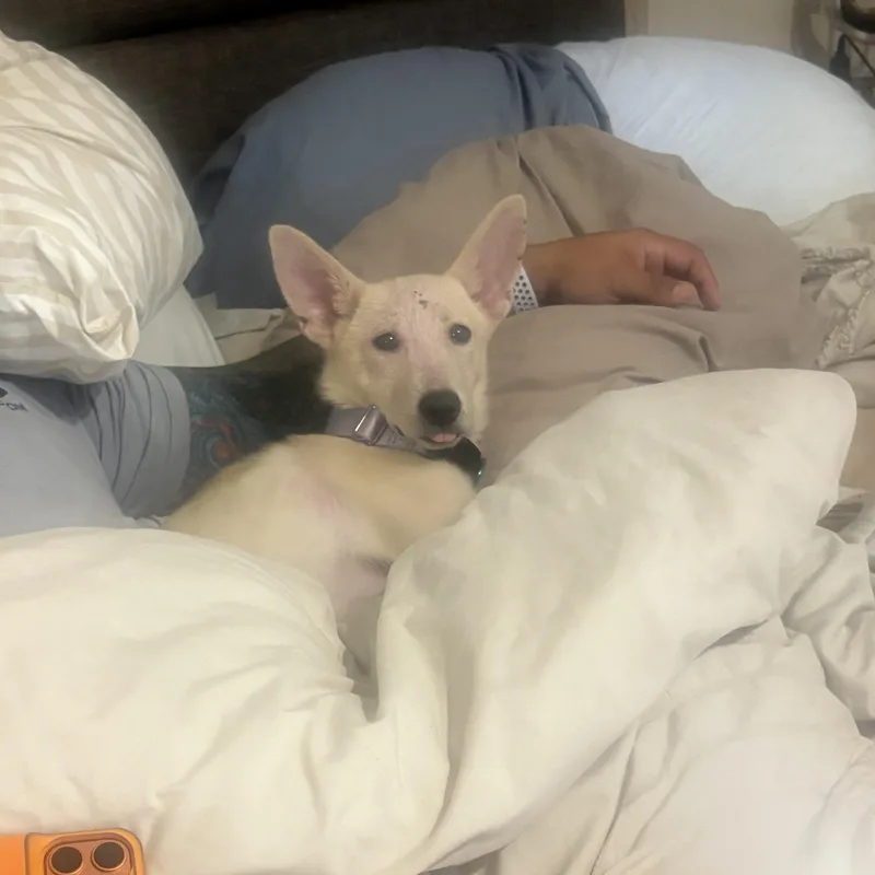 Gracie thumbnail 4