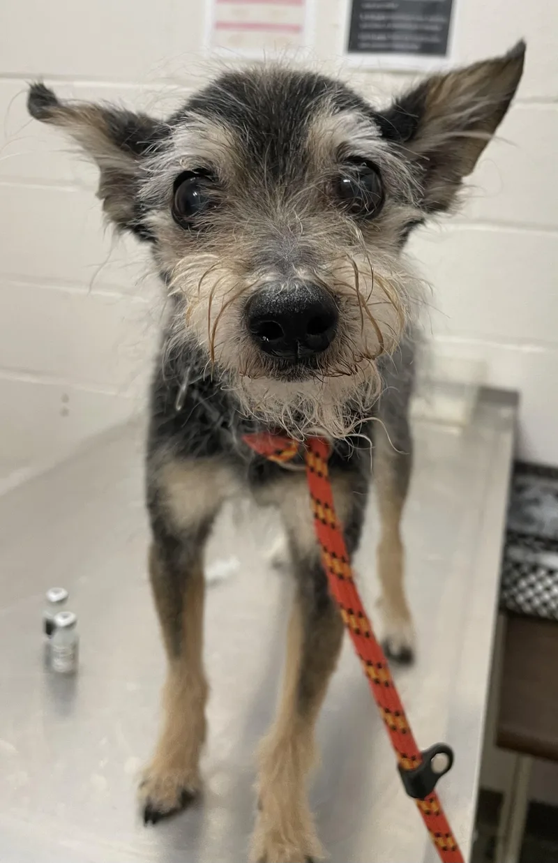 A senior small-sized female Gray / Blue / Silver Terrier dog named Ingrid HOLD for adoption in Canton, OH