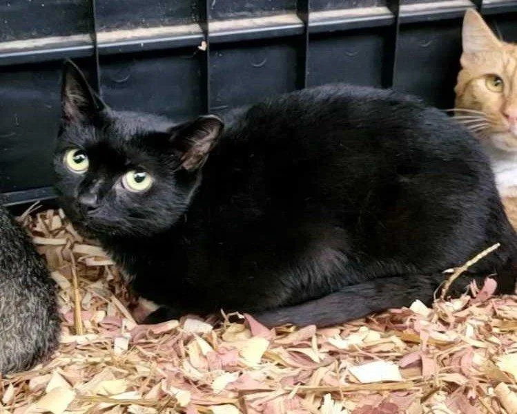 A young small-sized female Black Domestic Short Hair cat named Mipha for adoption in Raleigh, NC