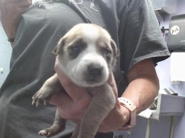A baby small-sized female Rhodesian Ridgeback dog named Sika for adoption in Albuquerque, NM