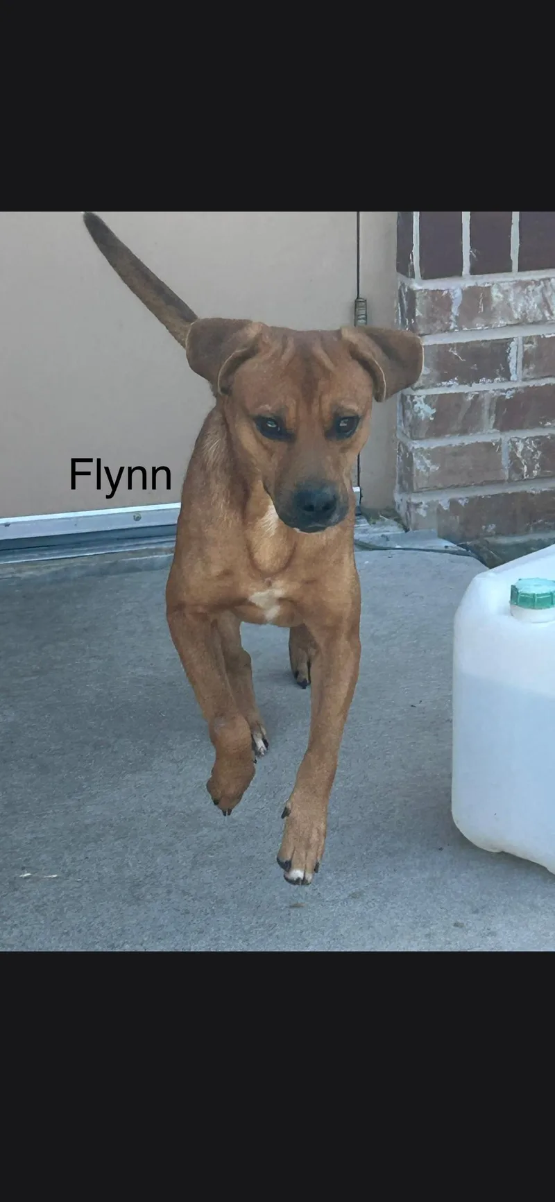 An adult medium-sized male Black Mouth Cur dog named Flynn for adoption in Plano, TX