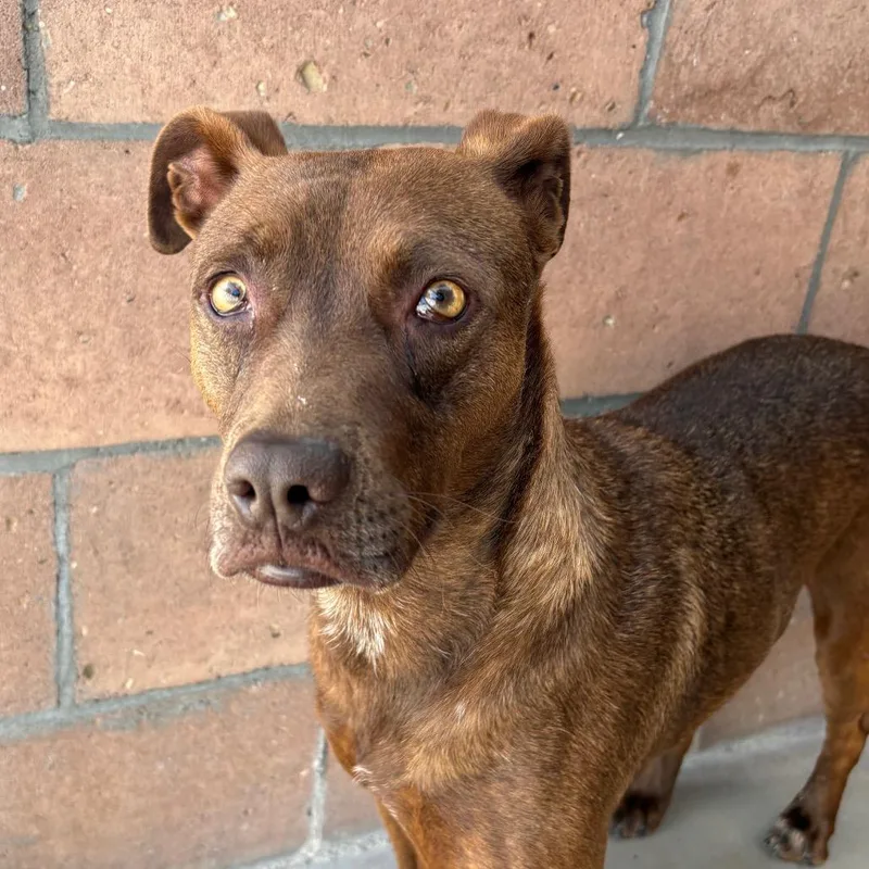 Cinnamon thumbnail 2