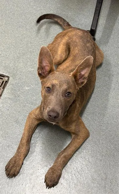 A baby small-sized male Pit Bull Terrier dog named Fluttershy for adoption in Baytown, TX