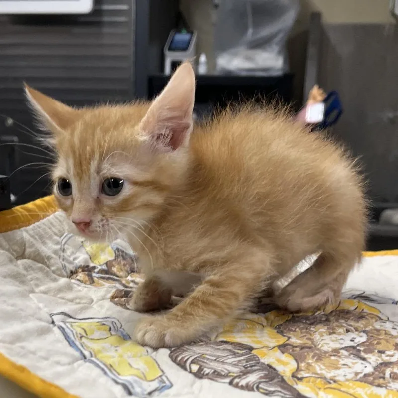 A baby small-sized male Orange / Red Domestic Short Hair cat named Clay for adoption in Pauls Valley, OK