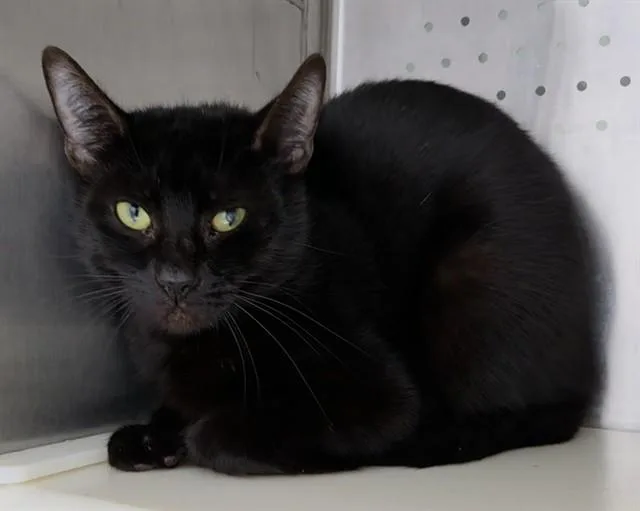 A young large-sized male Domestic Short Hair cat named Salsa for adoption in Fort Lauderdale, FL