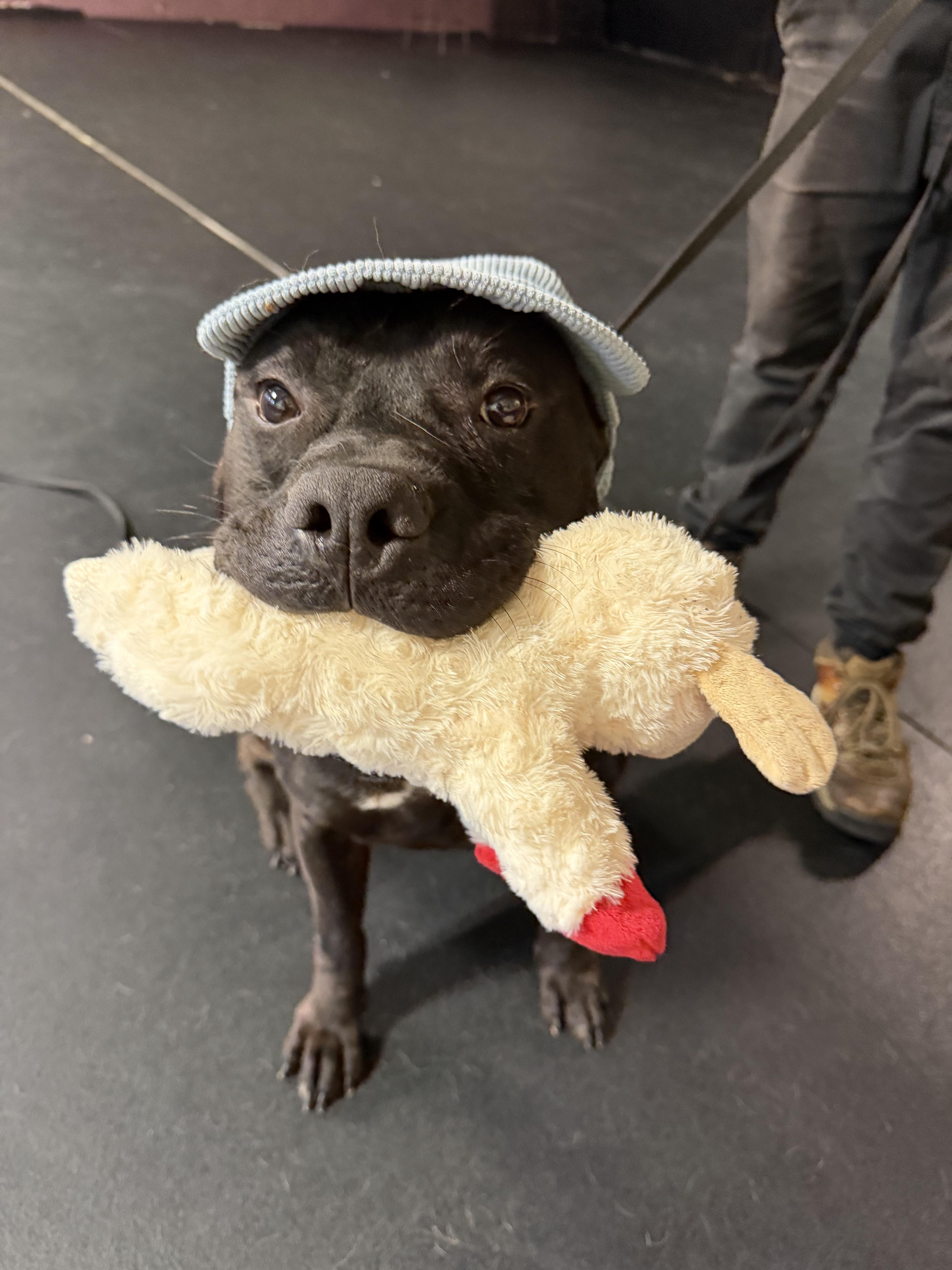 An adult medium-sized male Black American Staffordshire Terrier dog named Sirius for adoption in Fort Lauderdale, FL