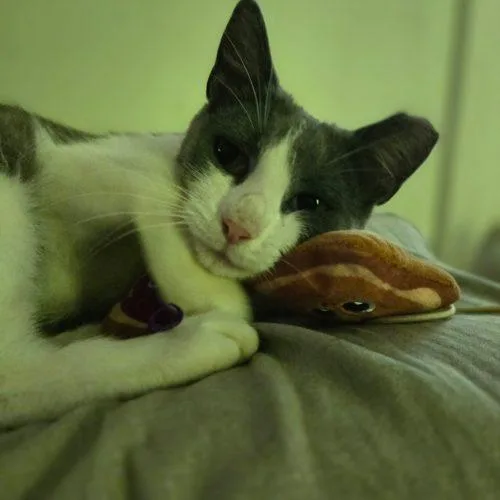 A young small-sized female Domestic Short Hair cat named Daffodil for adoption in Tipp City, OH