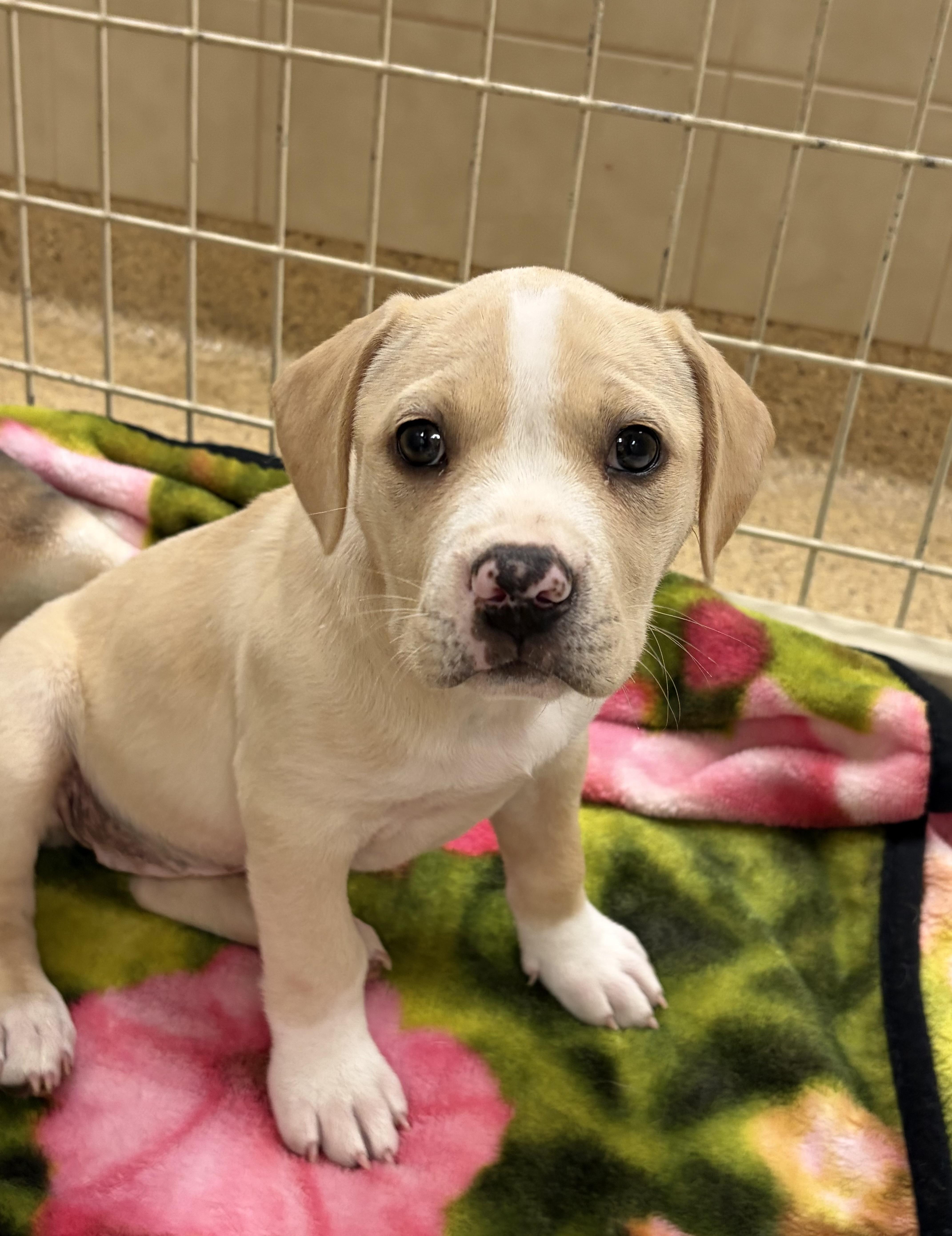 A baby medium-sized female Apricot / Beige Boxer dog named Stella for adoption in Kerrville, TX