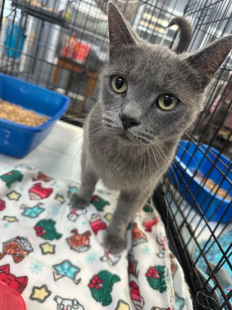 An adult large-sized male Gray / Blue / Silver Domestic Short Hair cat named Tommy for adoption in Winnsboro, SC