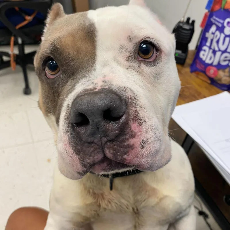 Ranger Cream Soda thumbnail 2