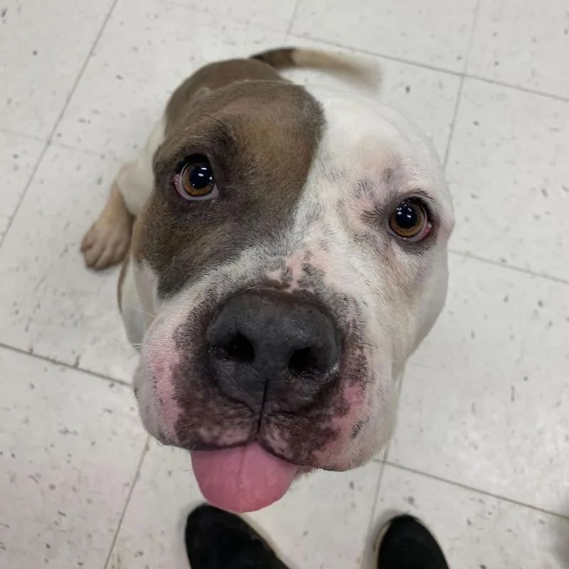 Ranger Cream Soda thumbnail 3