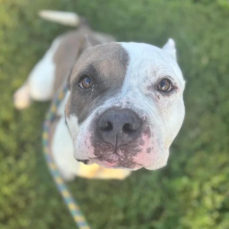 Ranger Cream Soda thumbnail 4