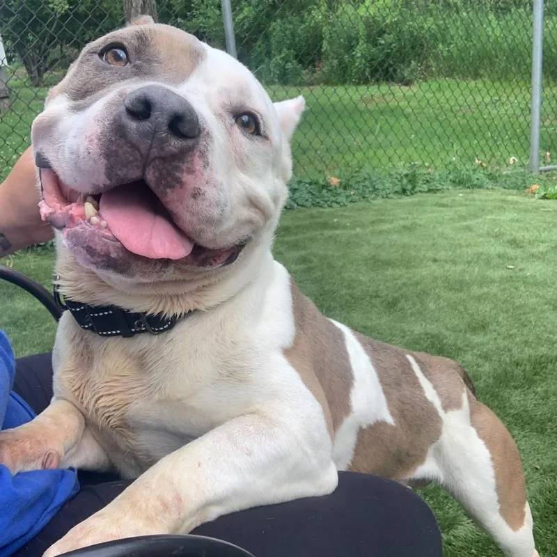 Ranger Cream Soda thumbnail 5