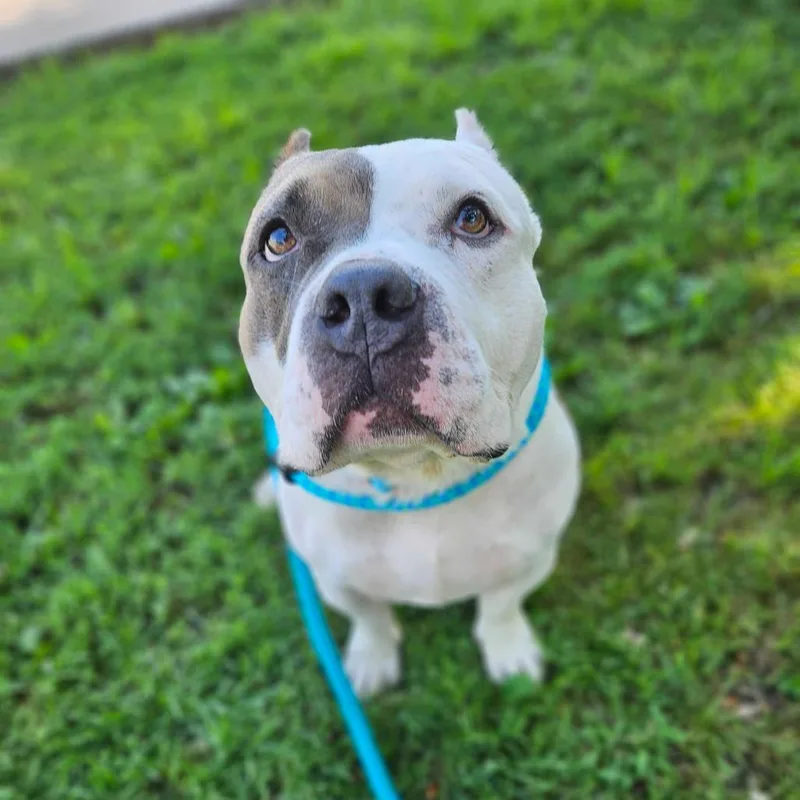 Ranger Cream Soda thumbnail 6