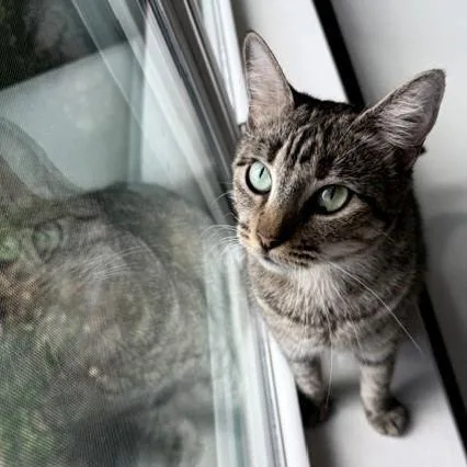 A young medium-sized female Tabby cat named Willow Yourfastfriend for adoption in Houston, TX