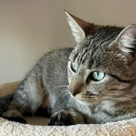 Willow Yourfastfriend thumbnail 2