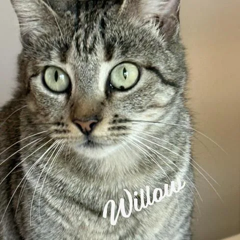 Willow Yourfastfriend thumbnail 3