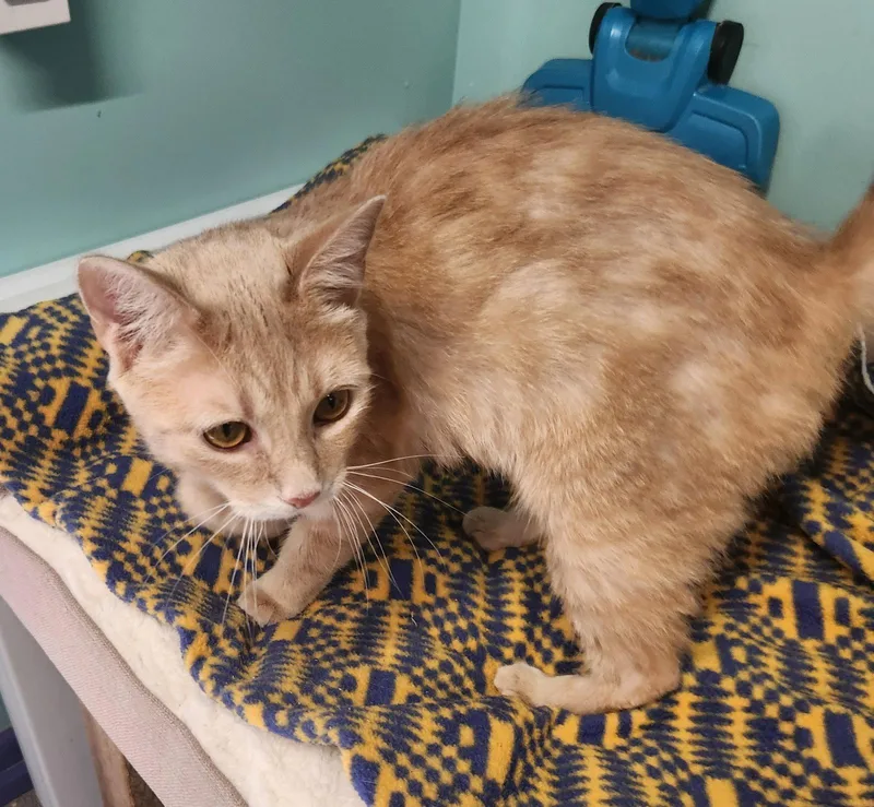 A young medium-sized male Orange / Red Domestic Short Hair cat named Frost for adoption in Crossville, TN