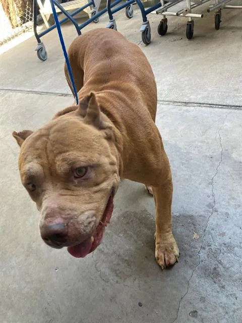 Paco