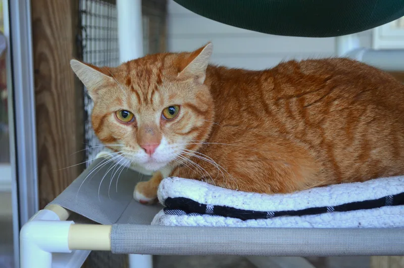 An adult medium-sized male Orange & White Domestic Short Hair cat named Nelsen for adoption in Westbrook, CT