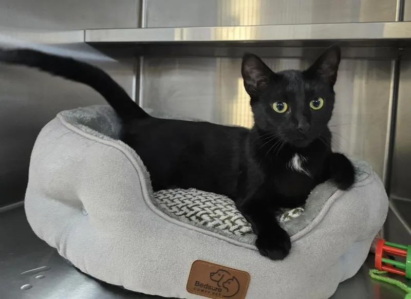 An adult medium-sized female Black Domestic Short Hair cat named Sabrina for adoption in Southbury, CT