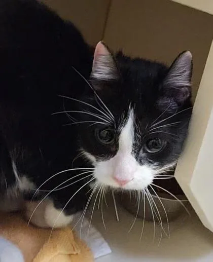 An adult small-sized female Domestic Short Hair cat named Bunson for adoption in Fairfax, VA
