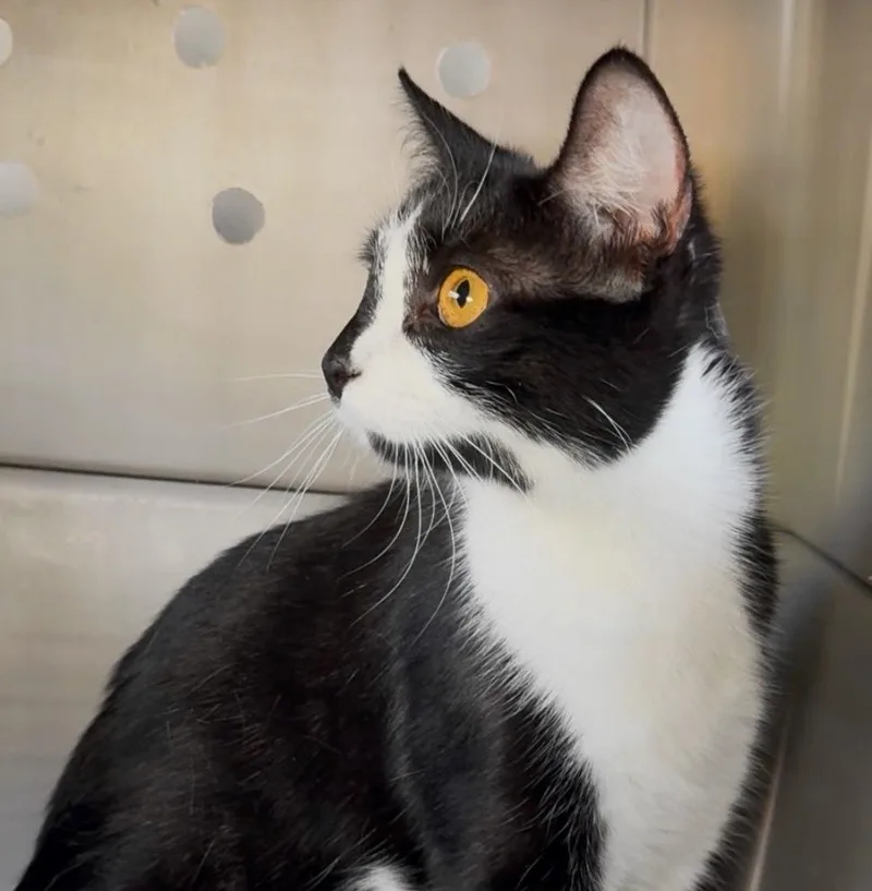 A young medium-sized female Black & White / Tuxedo Domestic Short Hair cat named Princess for adoption in Silver Spring, MD