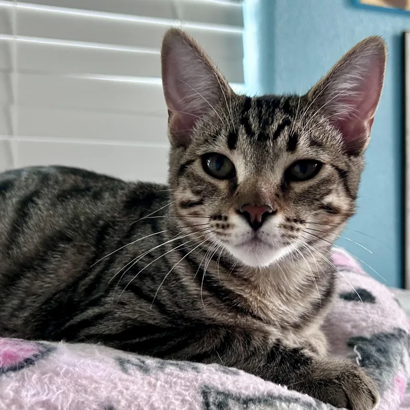 A young large-sized male Tabby (Brown / Chocolate) Tabby cat named Maco for adoption in Greenfield, CA