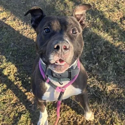 An adult large-sized male Pit Bull Terrier dog named Geo for adoption in Philadelphia, PA