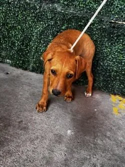 A baby small-sized male Black Mixed Breed dog named 61296733 for adoption in El Paso, TX