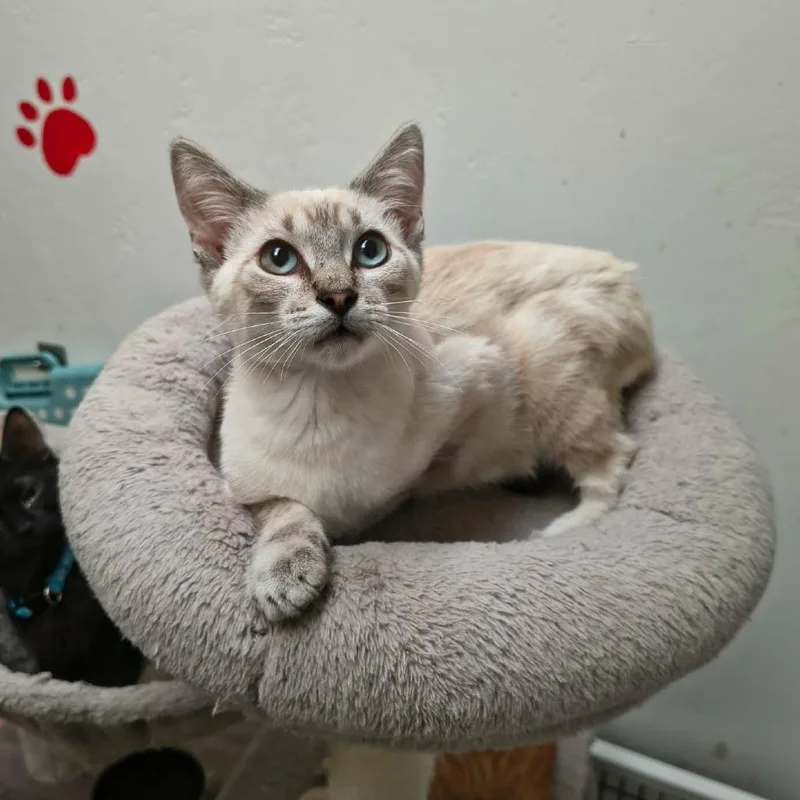 A baby small-sized male Domestic Short Hair cat named Antony for adoption in Las Cruces, NM