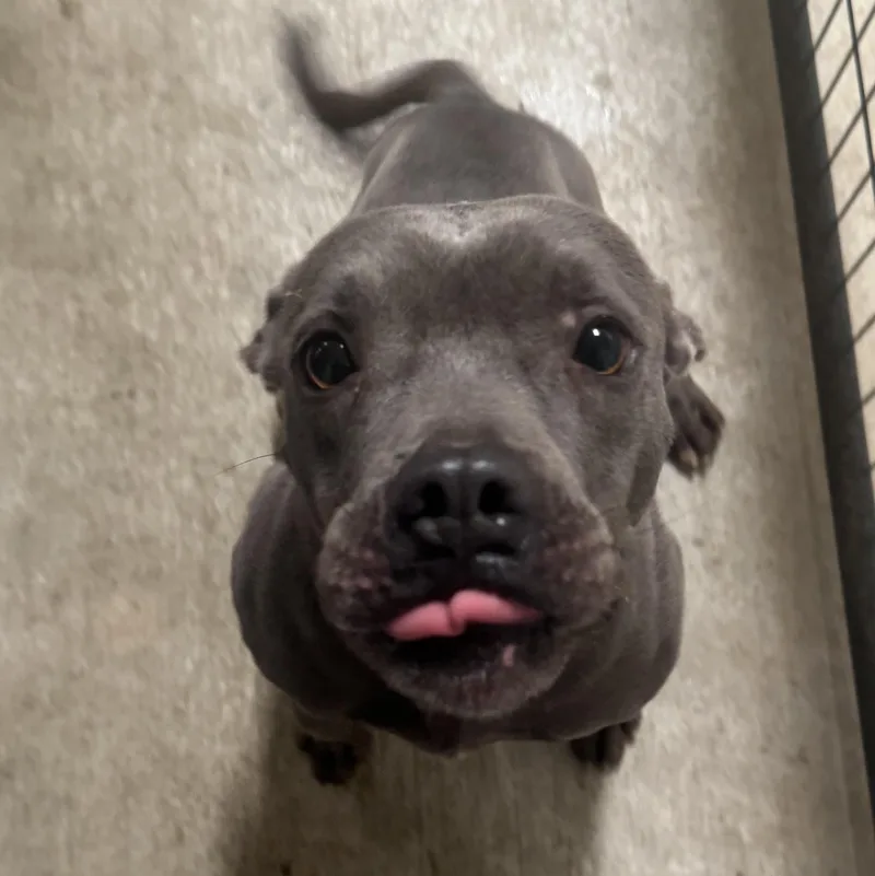 An adult medium-sized female Pit Bull Terrier dog named Cherry for adoption in Canyon, TX