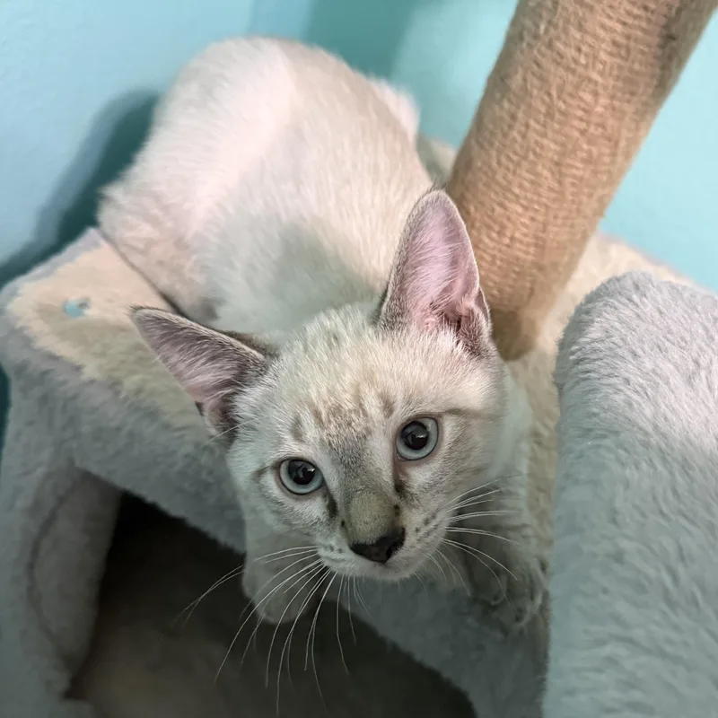 A baby medium-sized male Gray / Blue / Silver Domestic Short Hair cat named Cucumber for adoption in Omaha, NE