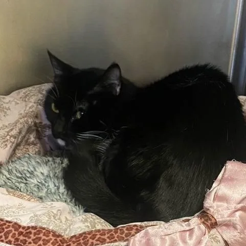 An adult small-sized male Domestic Short Hair cat named Frodo for adoption in Chehalis, WA