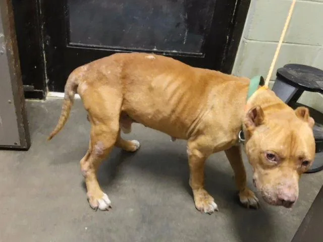 An adult large-sized male Pit Bull Terrier dog named Elvis for adoption in Tulsa, OK