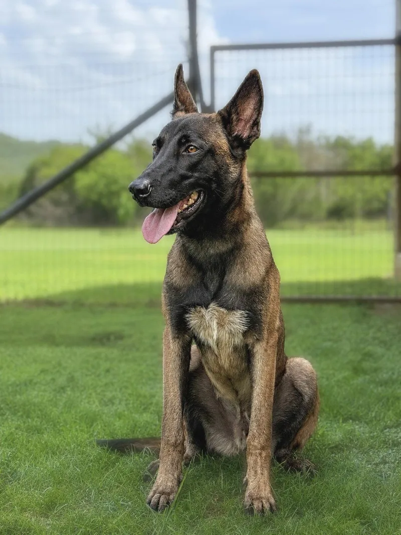 A young medium-sized male Belgian Shepherd / Malinois dog named Blue for adoption in Helotes, TX