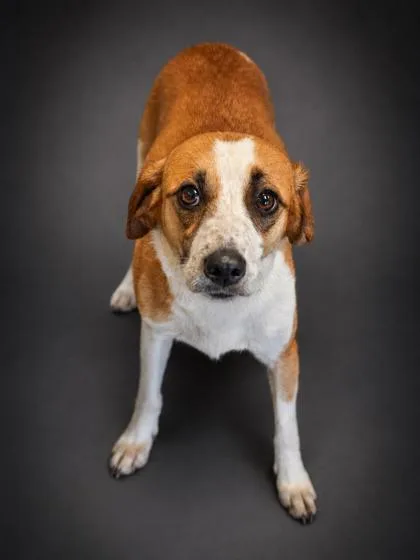 An adult medium-sized female Beagle dog named Bingus for adoption in Bowling Green, KY